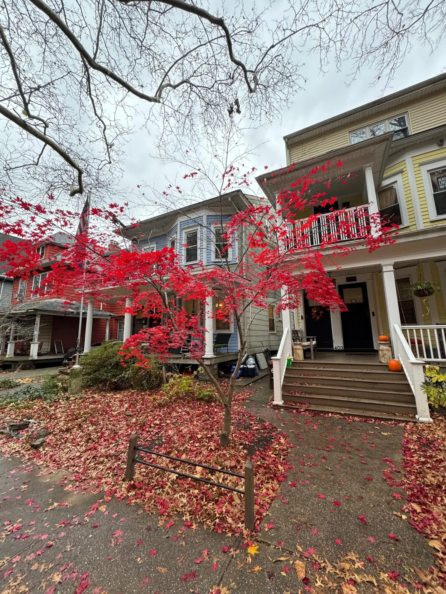 A red Japanese maple in front of Victorian houses on a DPWNA block